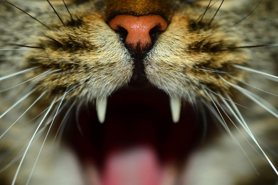 Wymiana zębów u kota